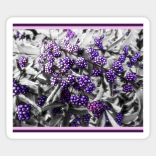 Purple Berries Magnet